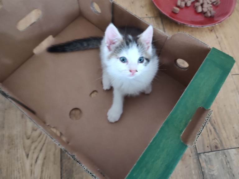 Three stunning kittens available now.