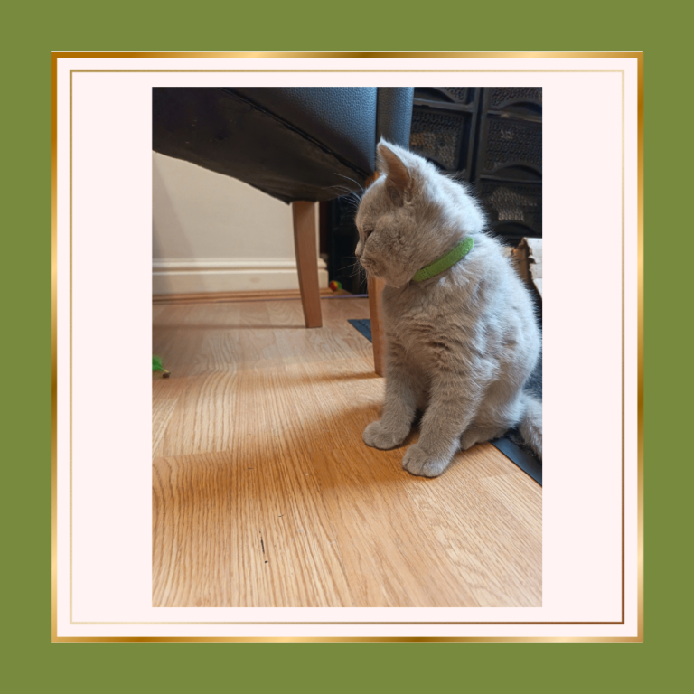   British Shorthair Kittens –Available now