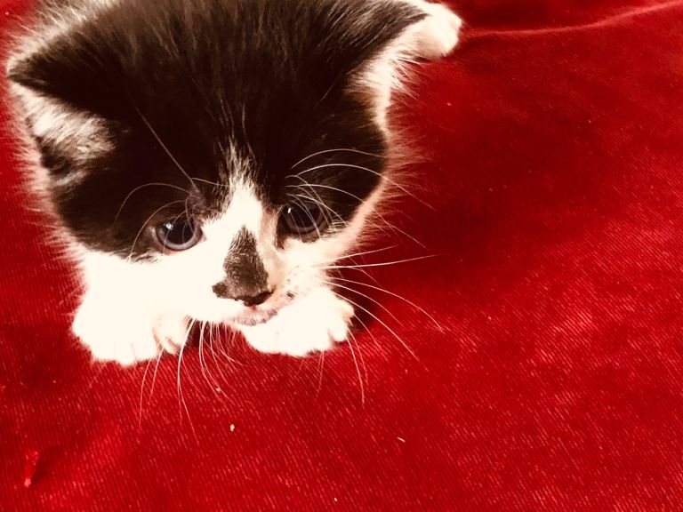Gorgeous little kittens 