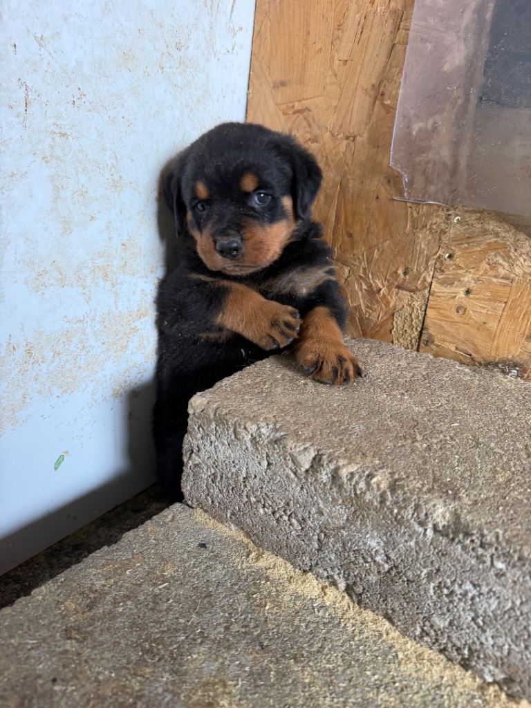 Champion bloodline German Rottweiler’s KC reg fully health checked !