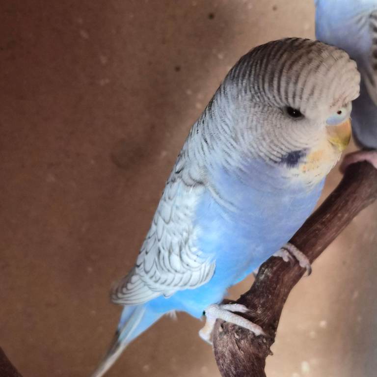 Baby budgies, 