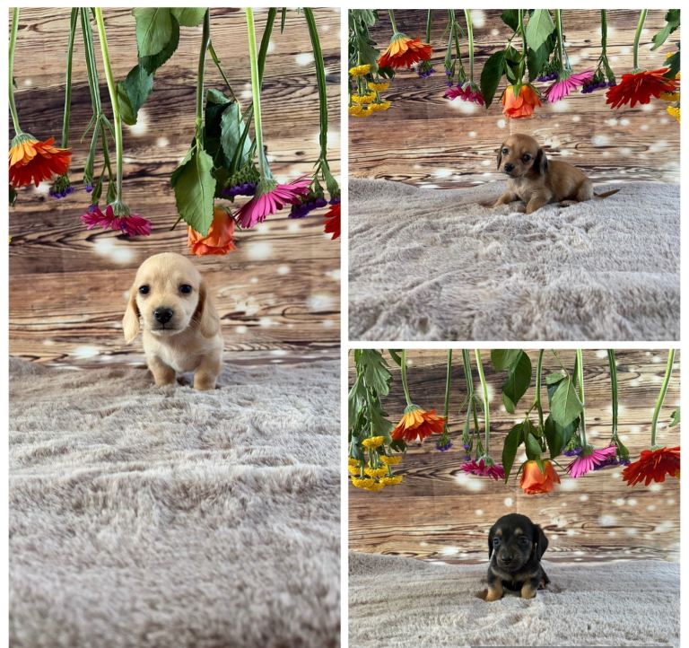 Tiny dachshunds. 