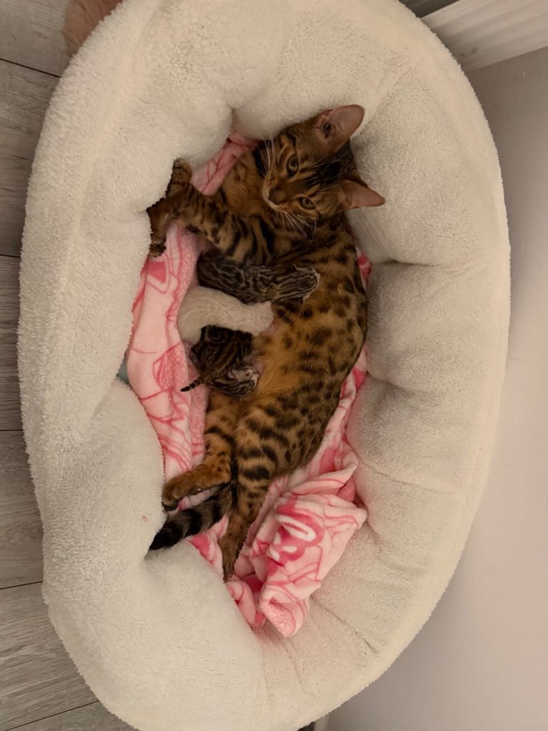 * Exceptional Pure TICA Reg Bengal Kittens