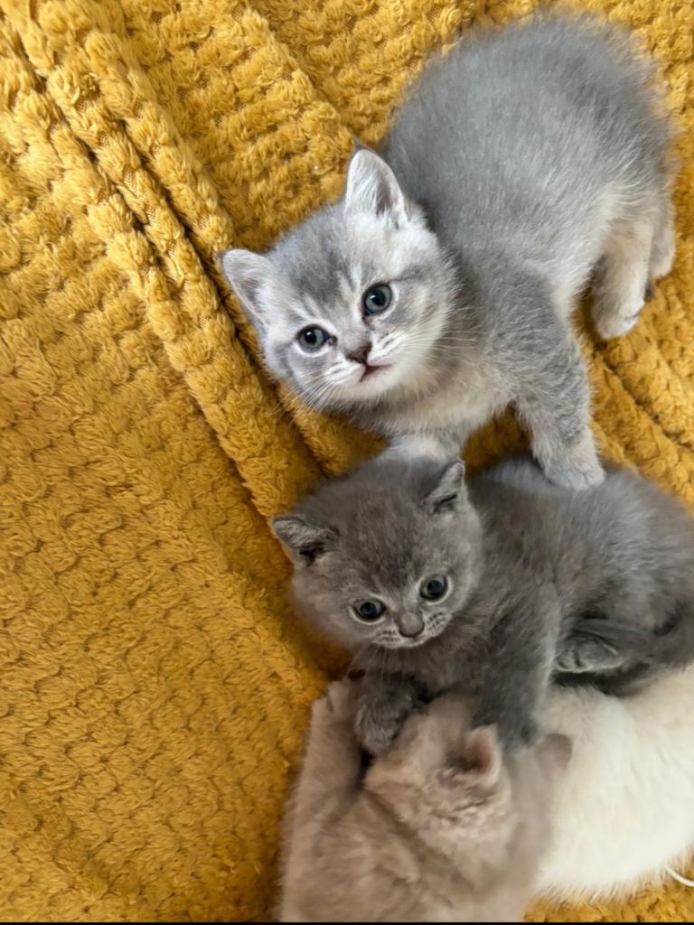 Adorable 8-Week-Old Kittens Looking for a Loving Home