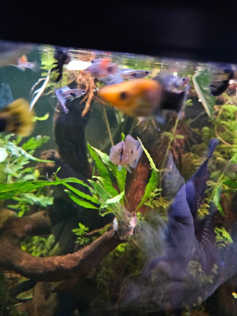 Geophagus topajos red heads