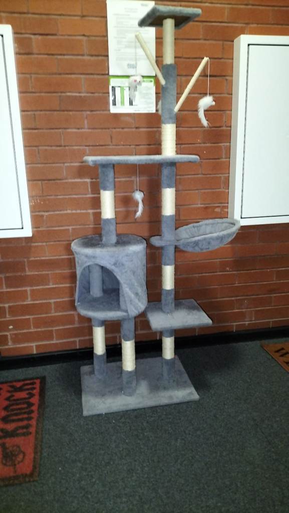 Kitten climbing tree 