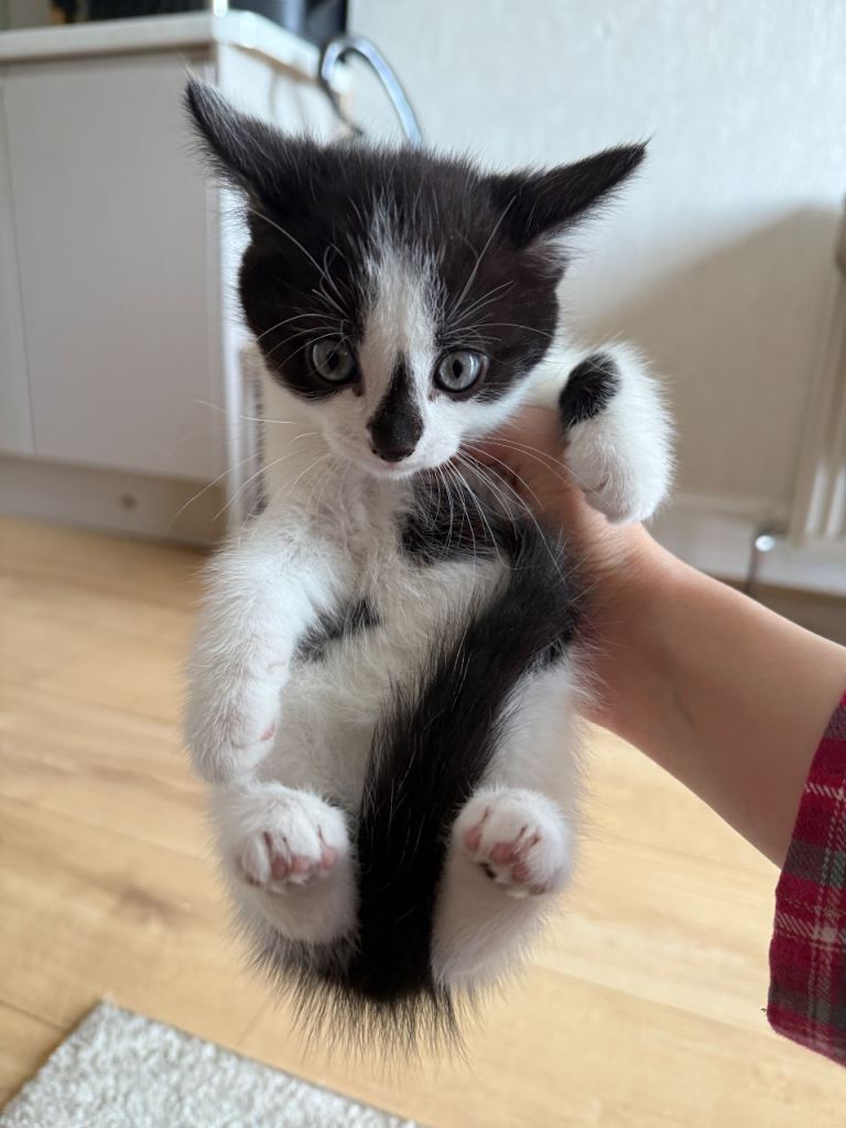 5 (8 weeks yr old kittens)