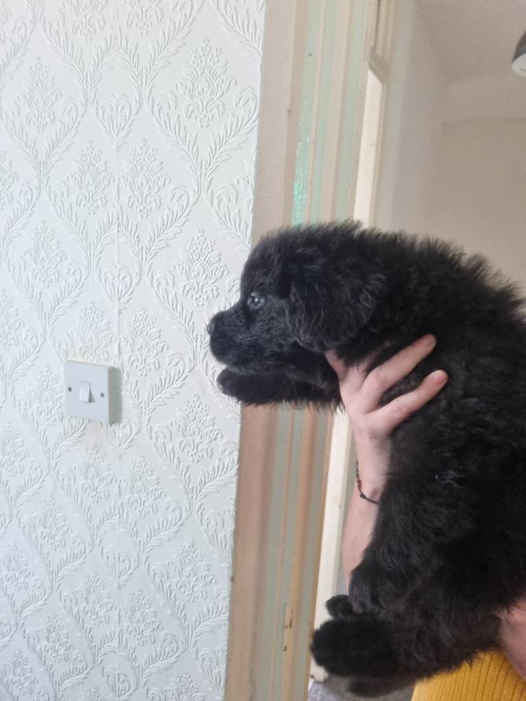 German shepherd cross newfoundland 