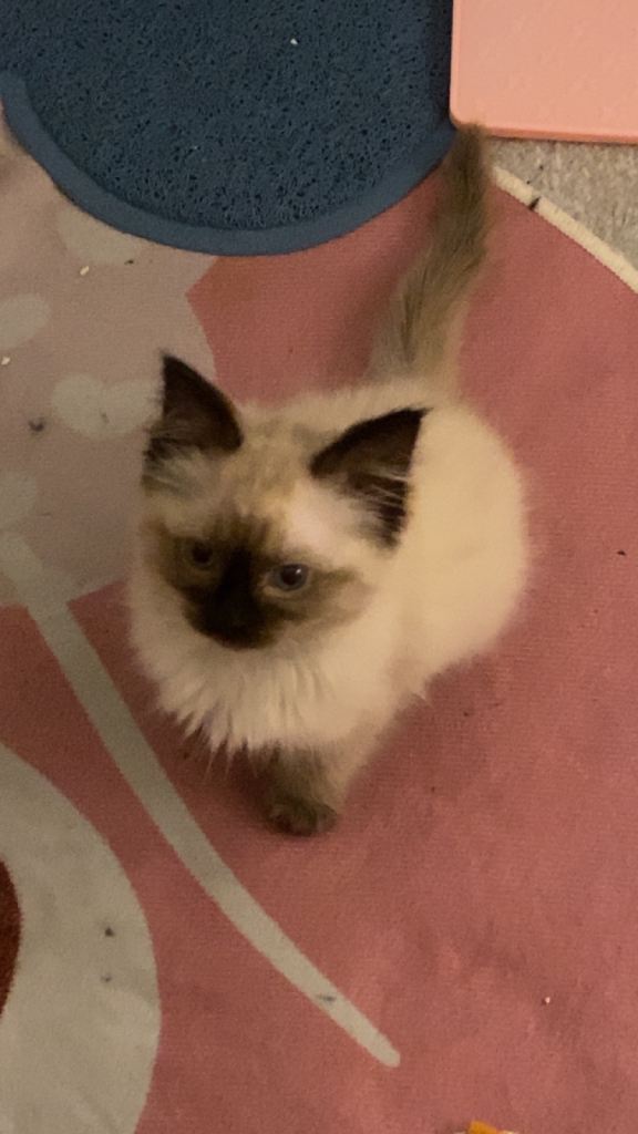 Female Ragdoll Kitten 