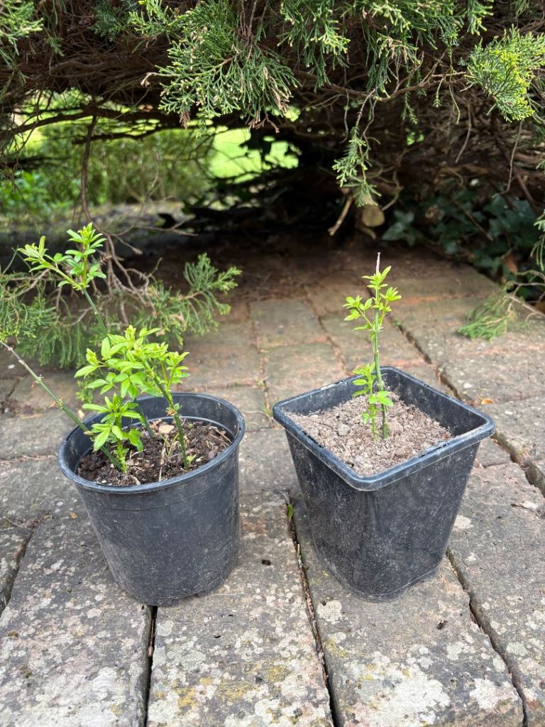 Garden plants: Winter Jasmine plants. £4 or 2 plants £7. Chichester