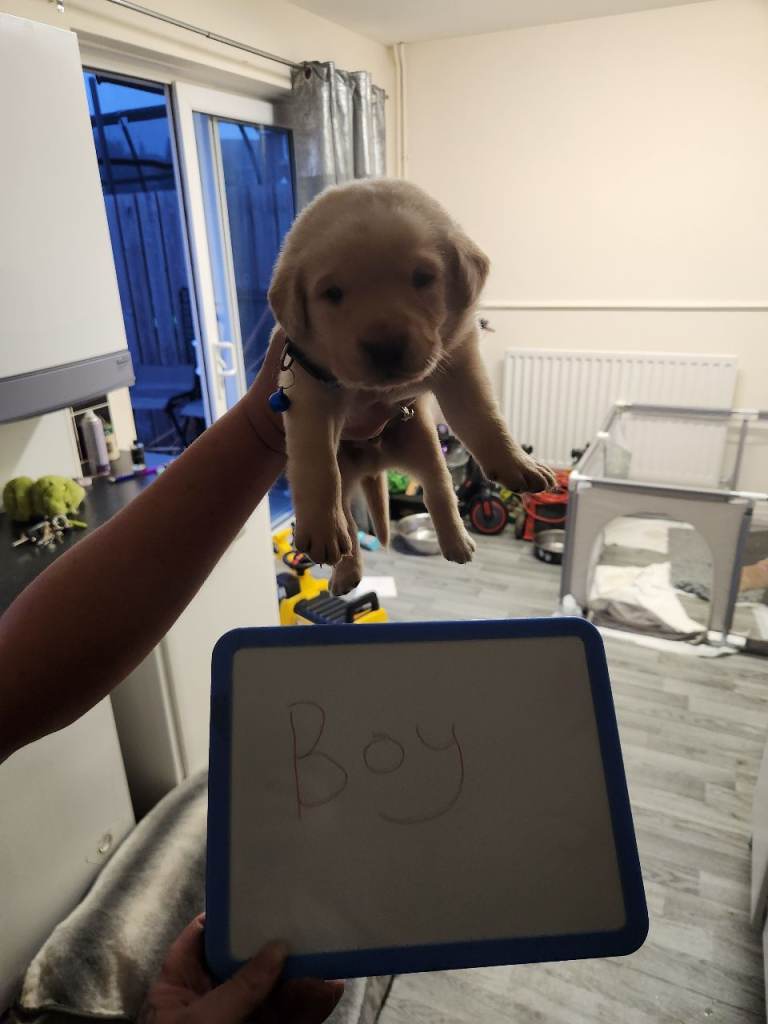 Labrador puppys 
