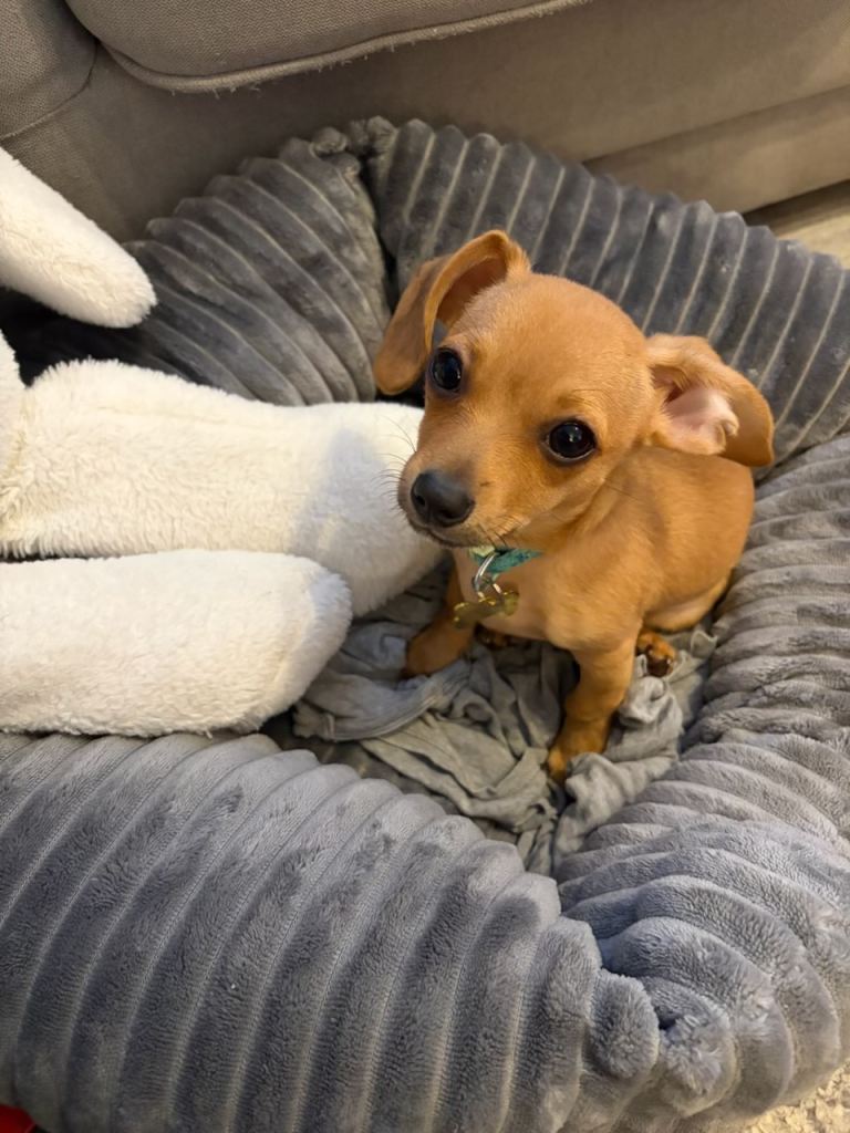  Chiweenie dachshund-chihuahua
