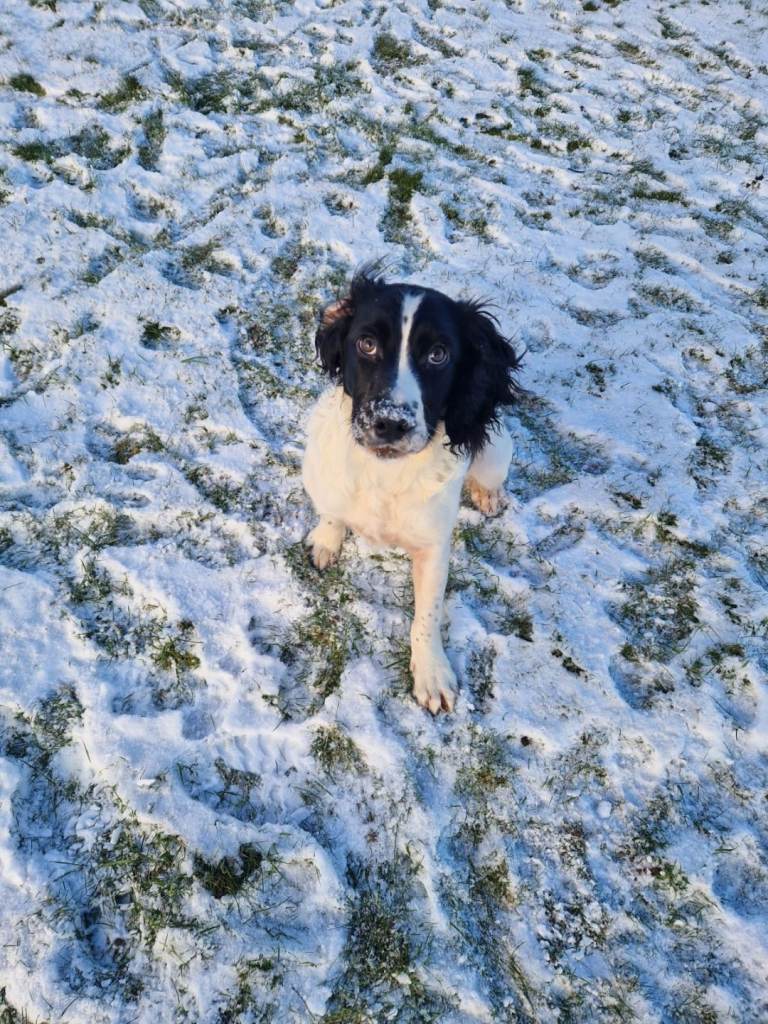 English Springer Spaniel male 5 months puppy KC Reg pedigree