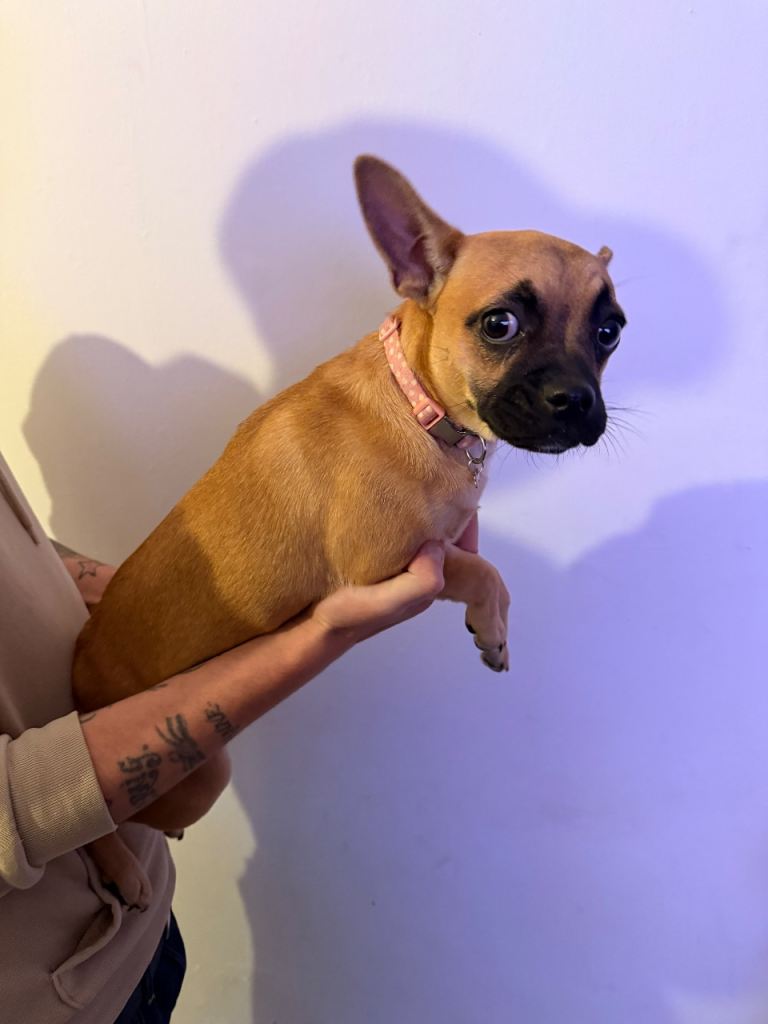 Chihuahua x Frenchie 