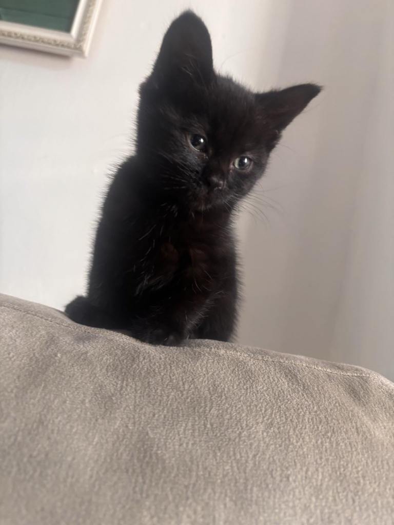5 Beautiful Kittens for Sale 1 MALE LEFT