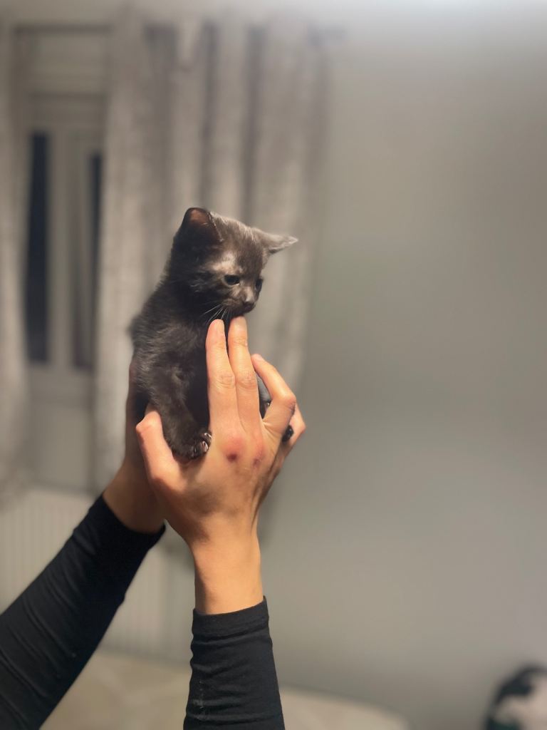 Beautiful most loving kittens for sale mixed colours 