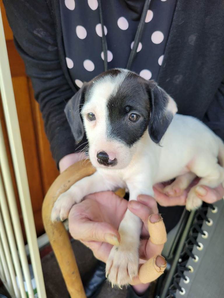 8wks old springer