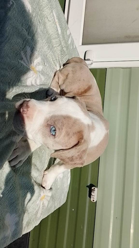 (Frenchmastiff)Dogue de Bordeaux x alapaha blueblood bulldog puppy and blue pup puppies merle blue 