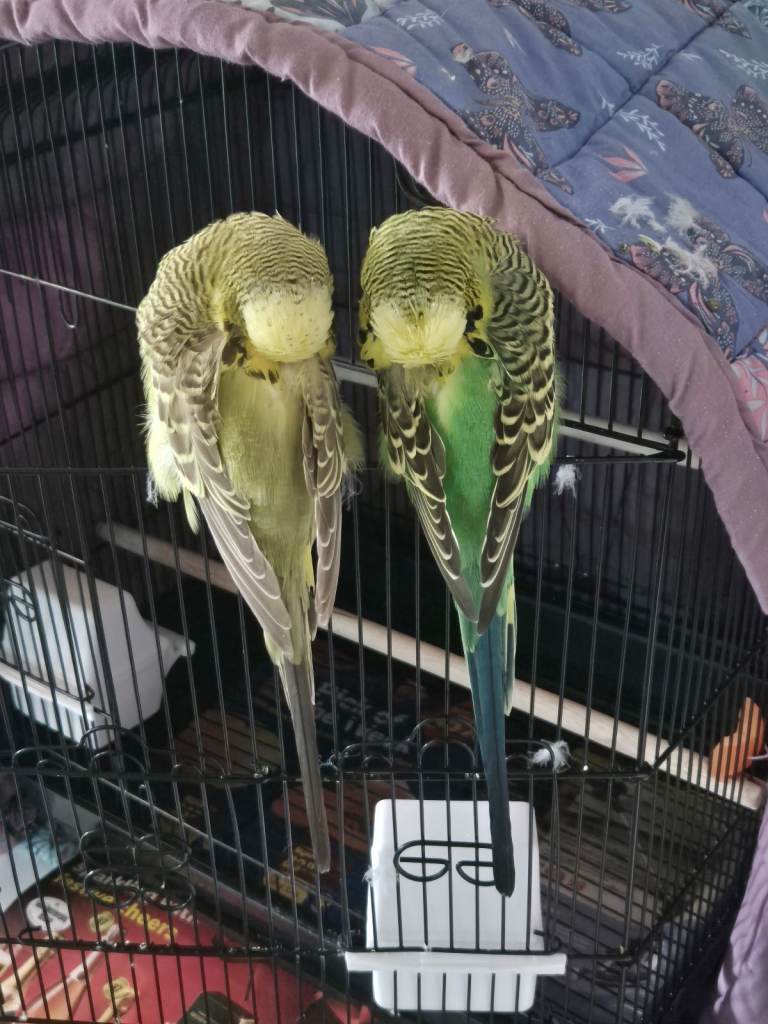 Budgies (English Budgies)