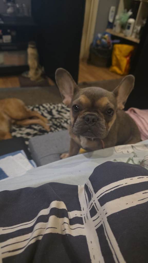 Frenchie for sale 