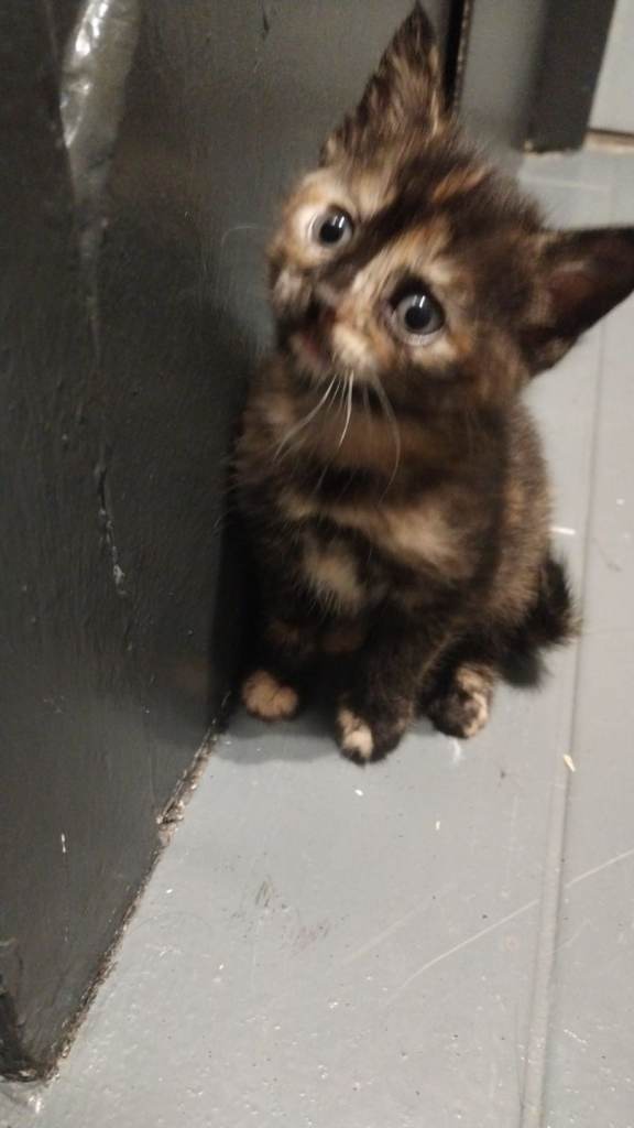 Beautiful kittens