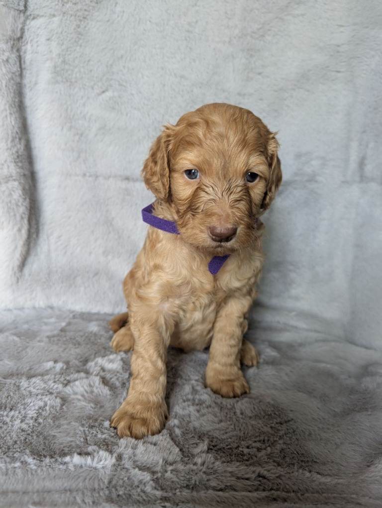 Australian Labradoodle/Cockapoo Pups