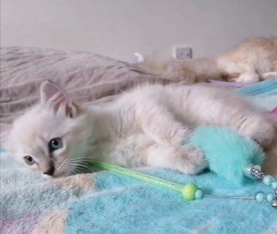 Blue lynx ragdoll boy