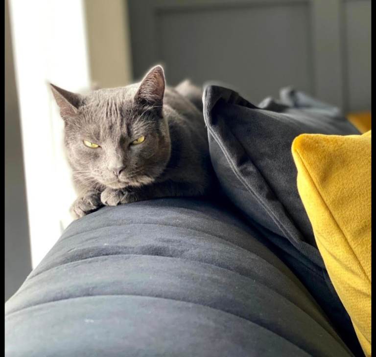 Beautiful grey cat looking for a loving home