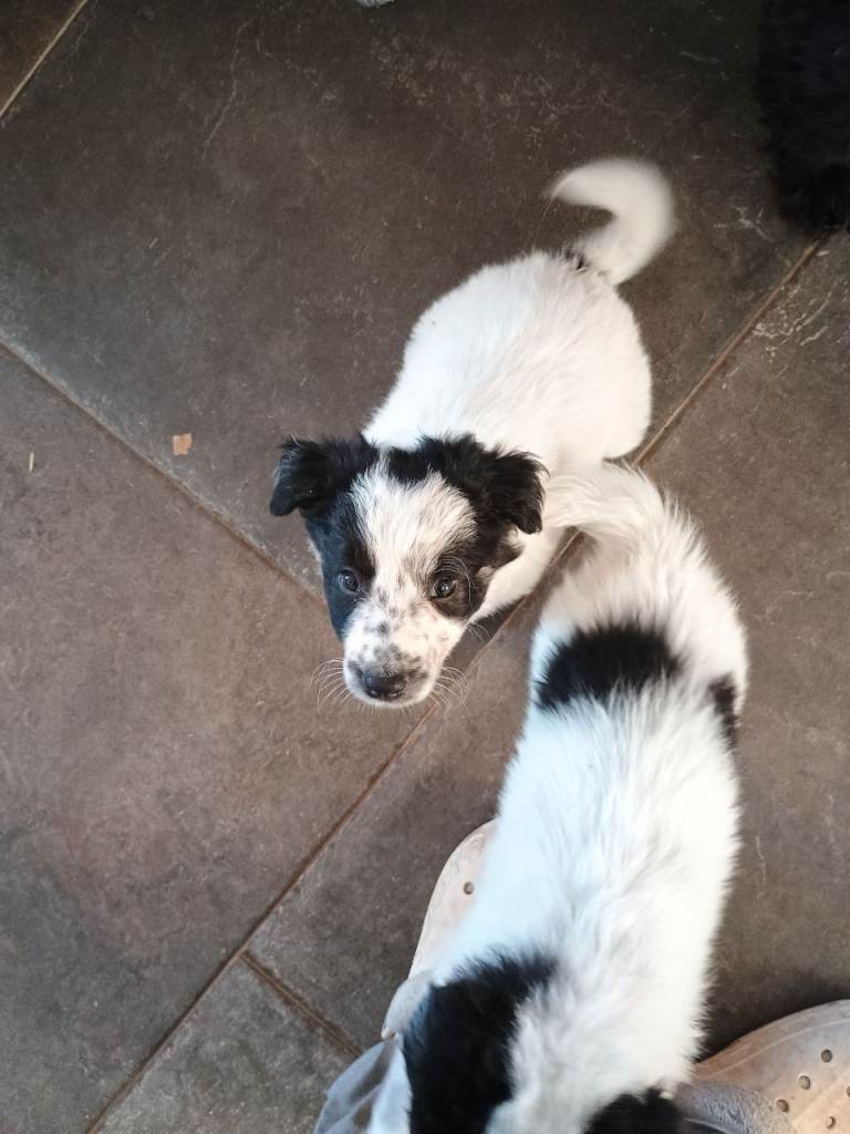 Collie pups