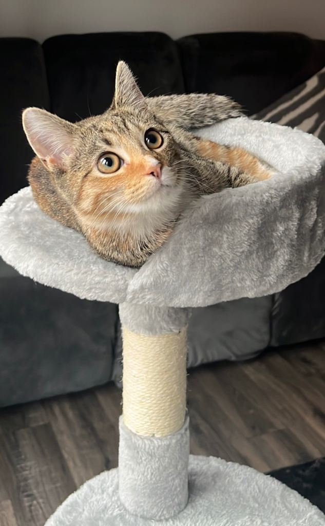 Female Shorthair Kitten 