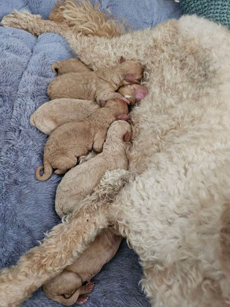 Multigeneration Miniature Goldendoodle Puppies