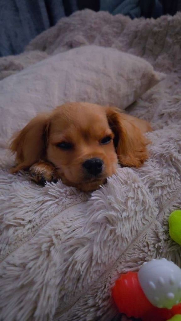 Cavapoo puppy 