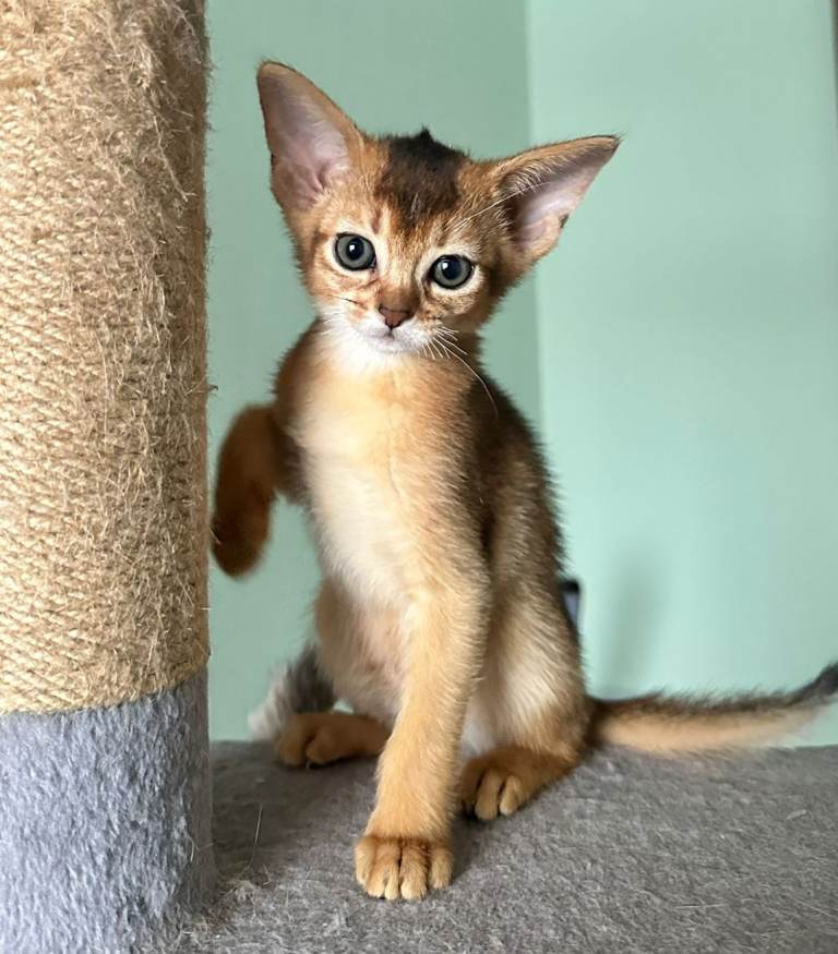Abyssinian kitten's 
