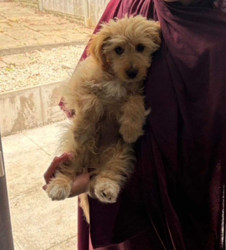 14 week jackapoo