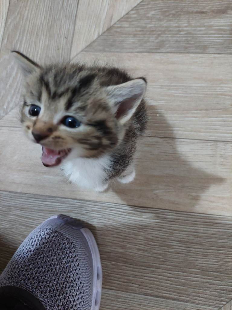 🐾 Beautiful Kittens Looking for Loving Homes 🐾