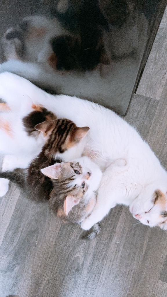 Mixed tabby kittens 