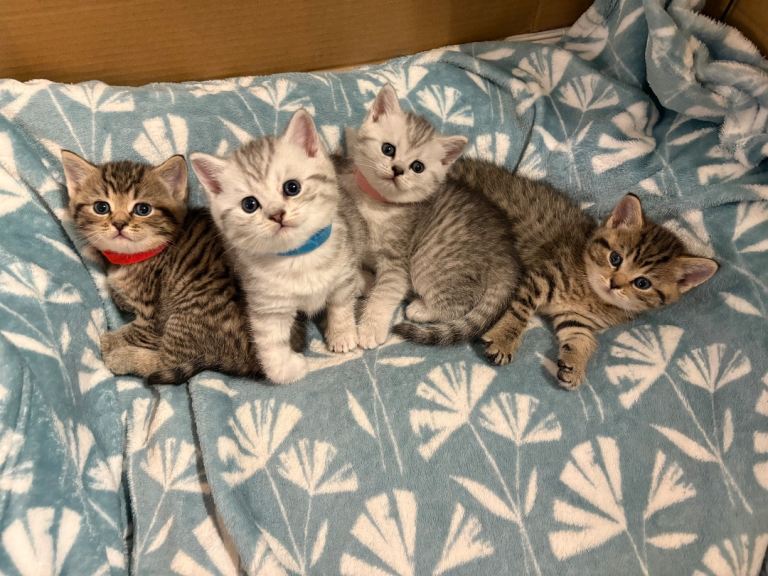 Gorgeous British shorthair kittens