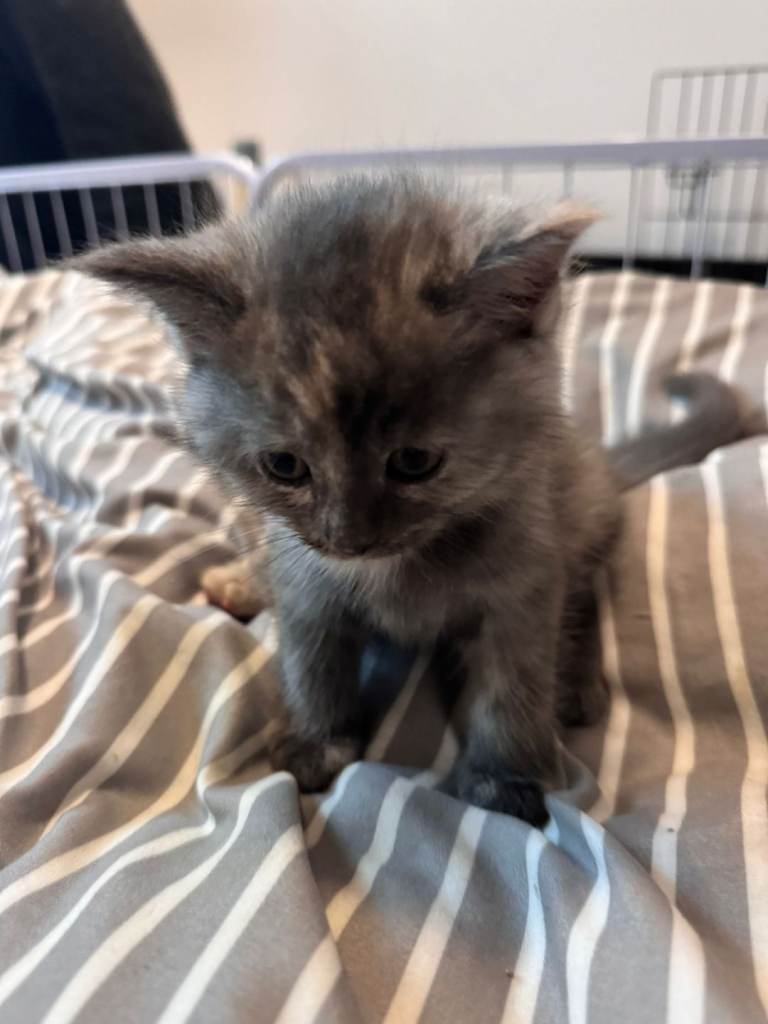 Kitten for sale 