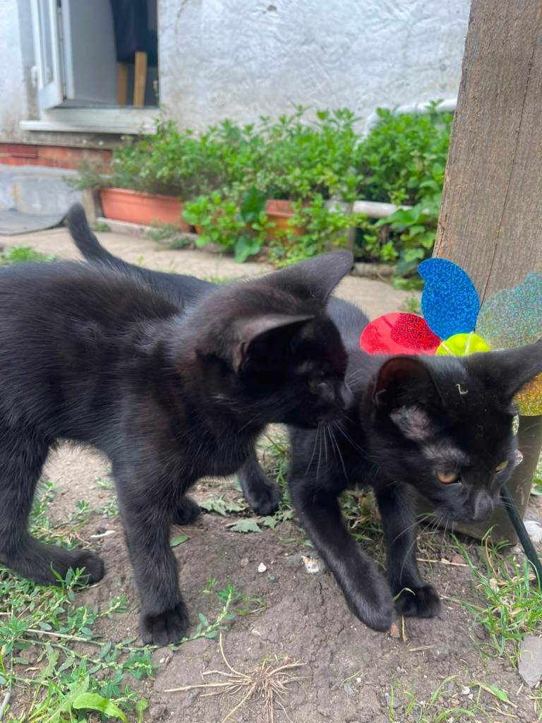 🐾 3 Adorable Kittens Looking for Loving Homes! 🏡