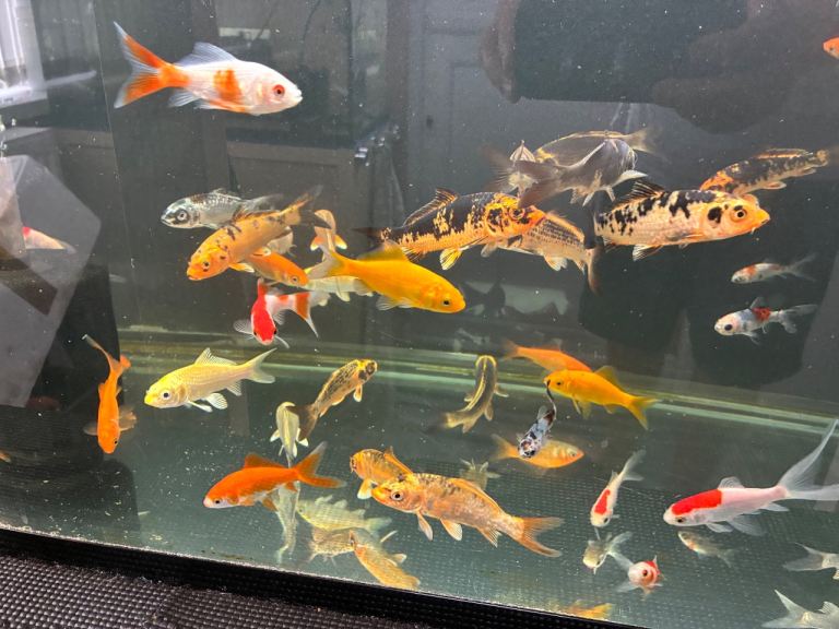 Koi Carp & Goldfish 