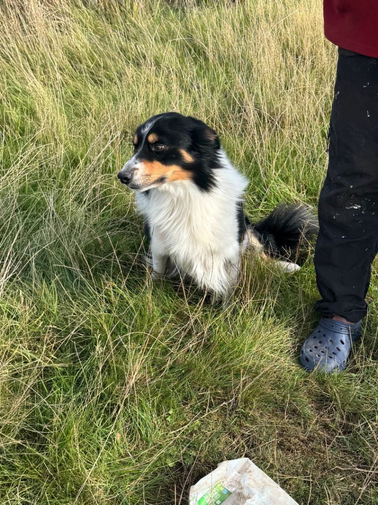 border collies Puppies for sale 