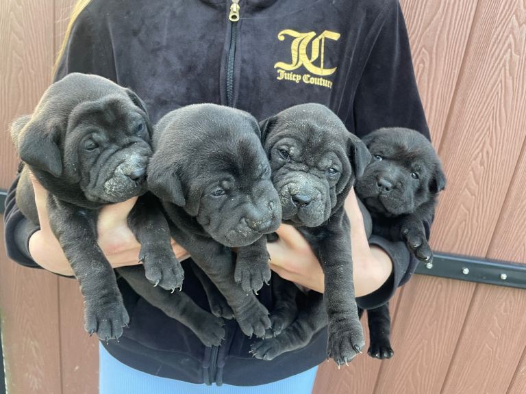 Shar pei x Labrador pups 