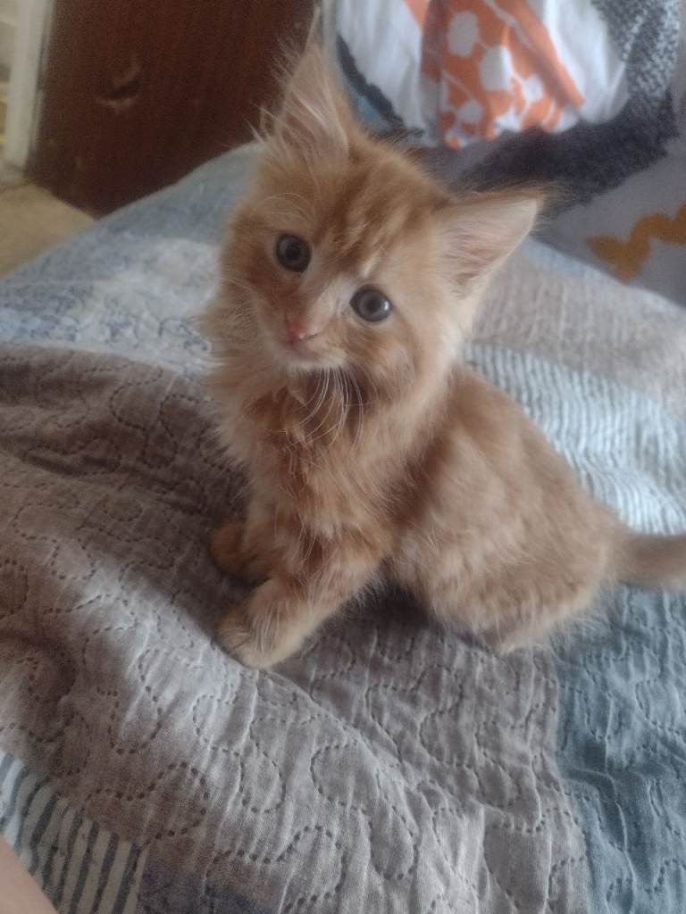 4 adorable kitten looking for a forever home