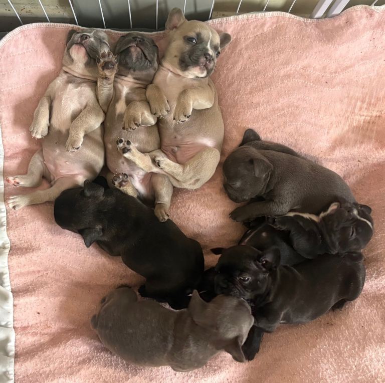 Frenchie Puppies