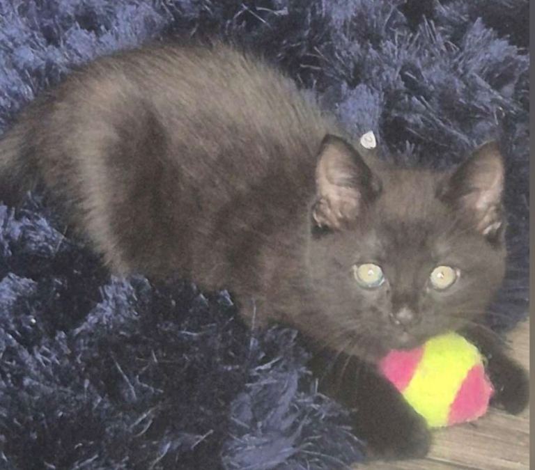 Kitten