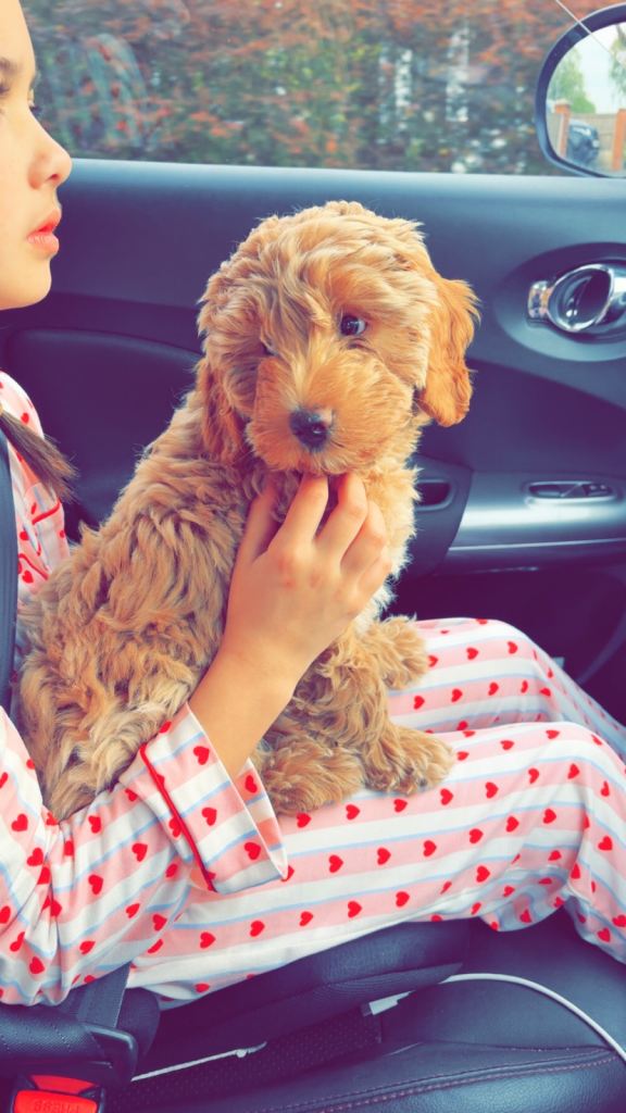 Last Cavapoo little girl 