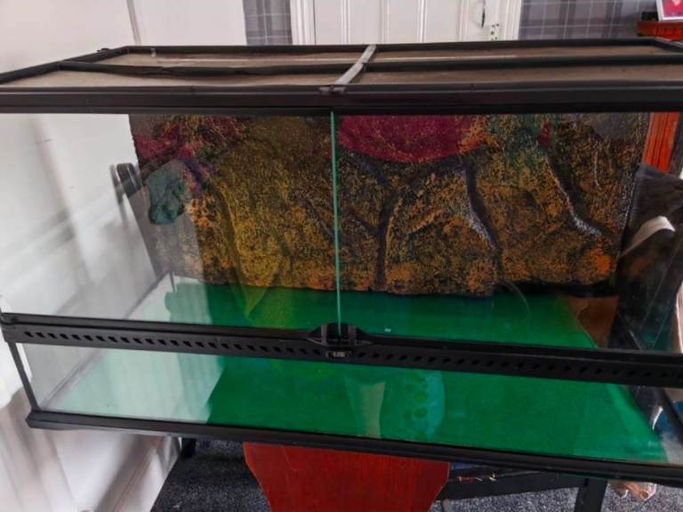 Lizerd tank need gone