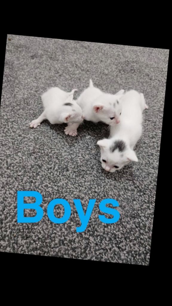 Kittens  3letf 