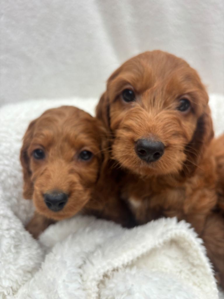 Cavapoo puppies