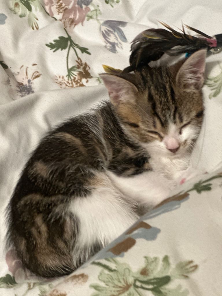 Kitten